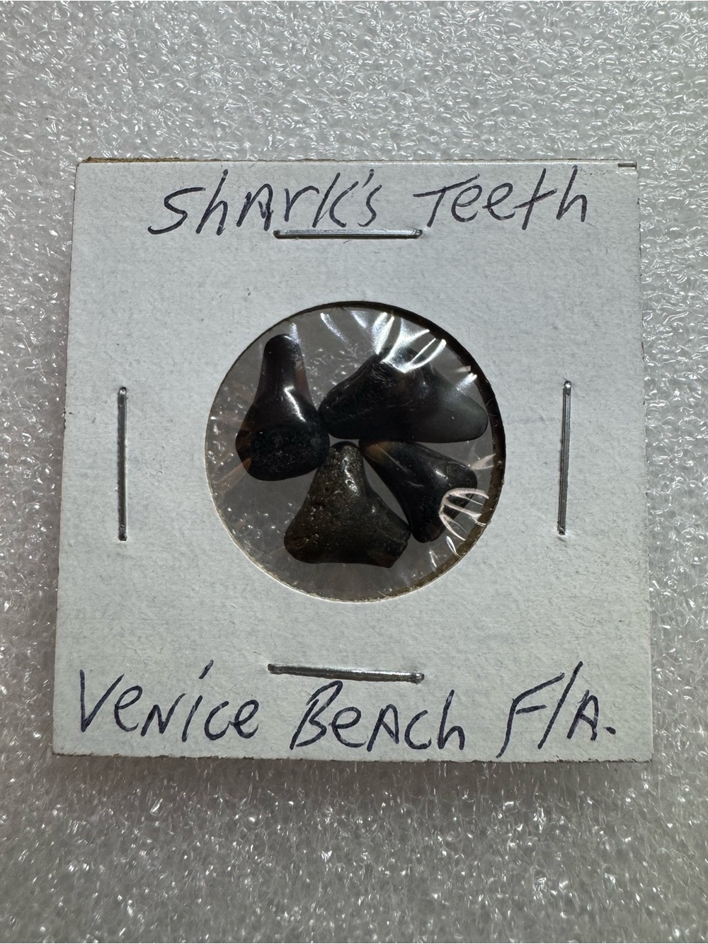 Sharks Teeth from Venice Beach Florida